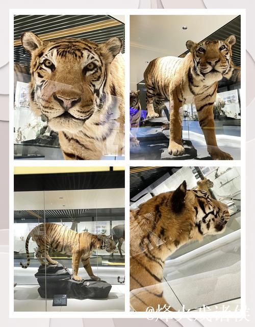 12月16日战浙江 I 华南虎整装待发迎挑战